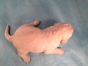 Mix Breed Iowa Puppies for sale, Male Goldendoodle #13 Ready Soon